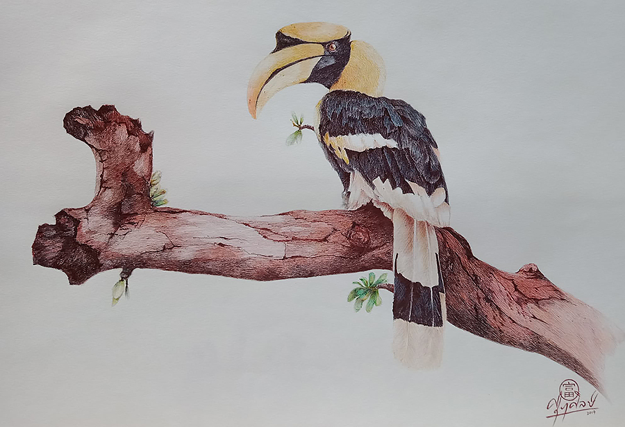Great Hornbill