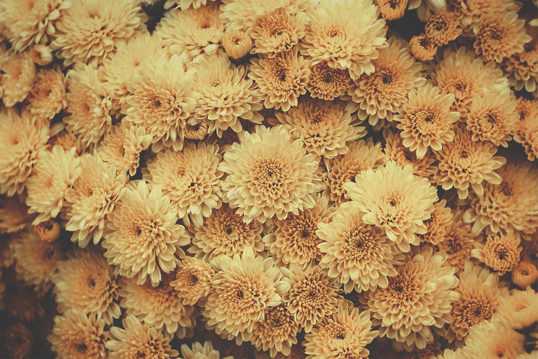 Unspoken Words Of Beauty