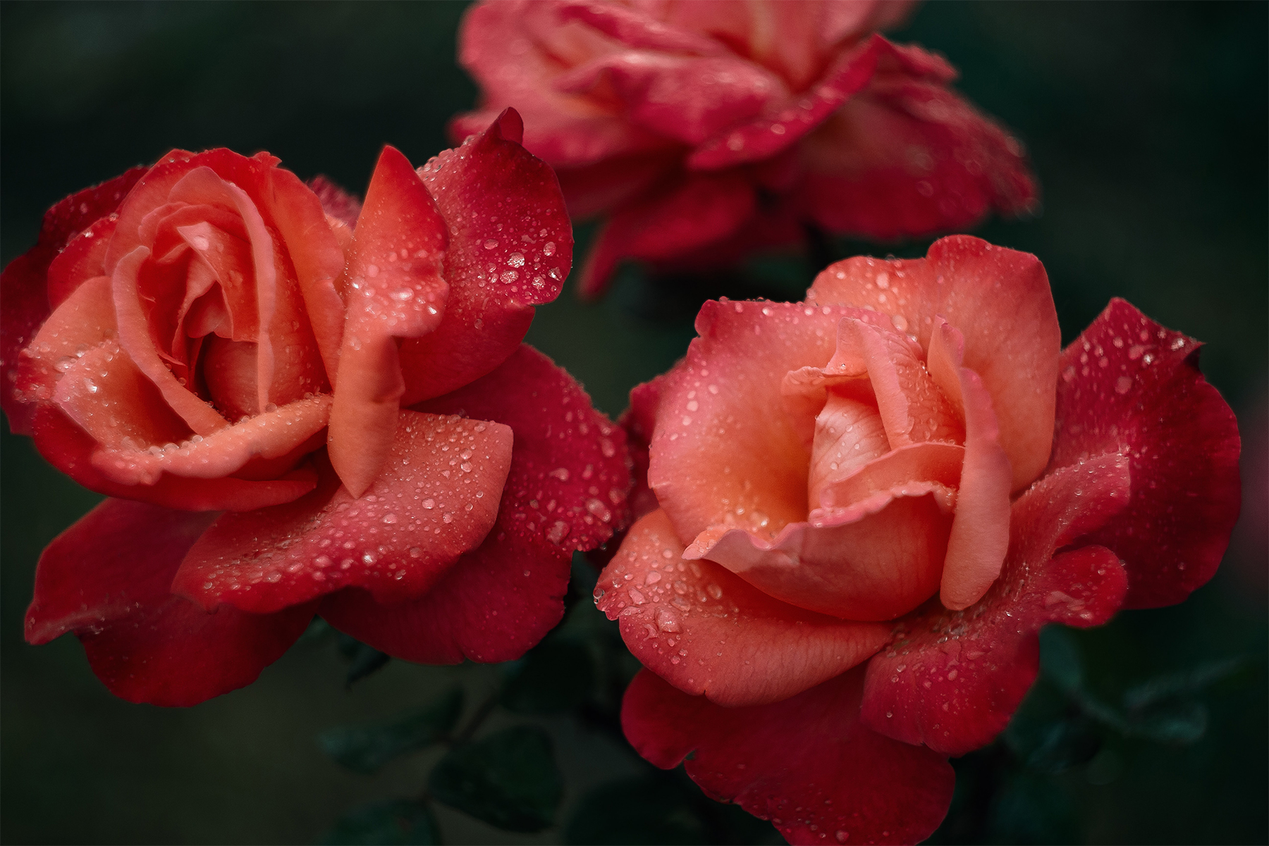 Unspoken Words Of Beauty