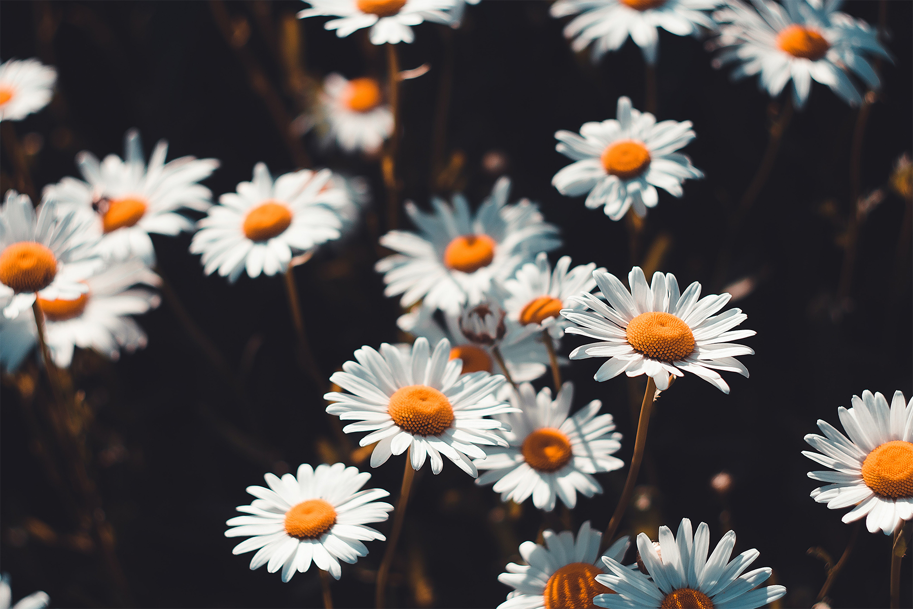 Unspoken Words Of Beauty